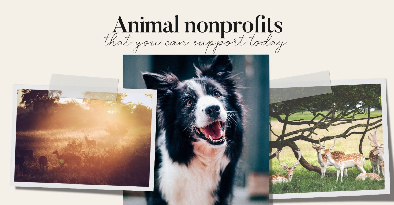 Animal Charities to Donate to Today