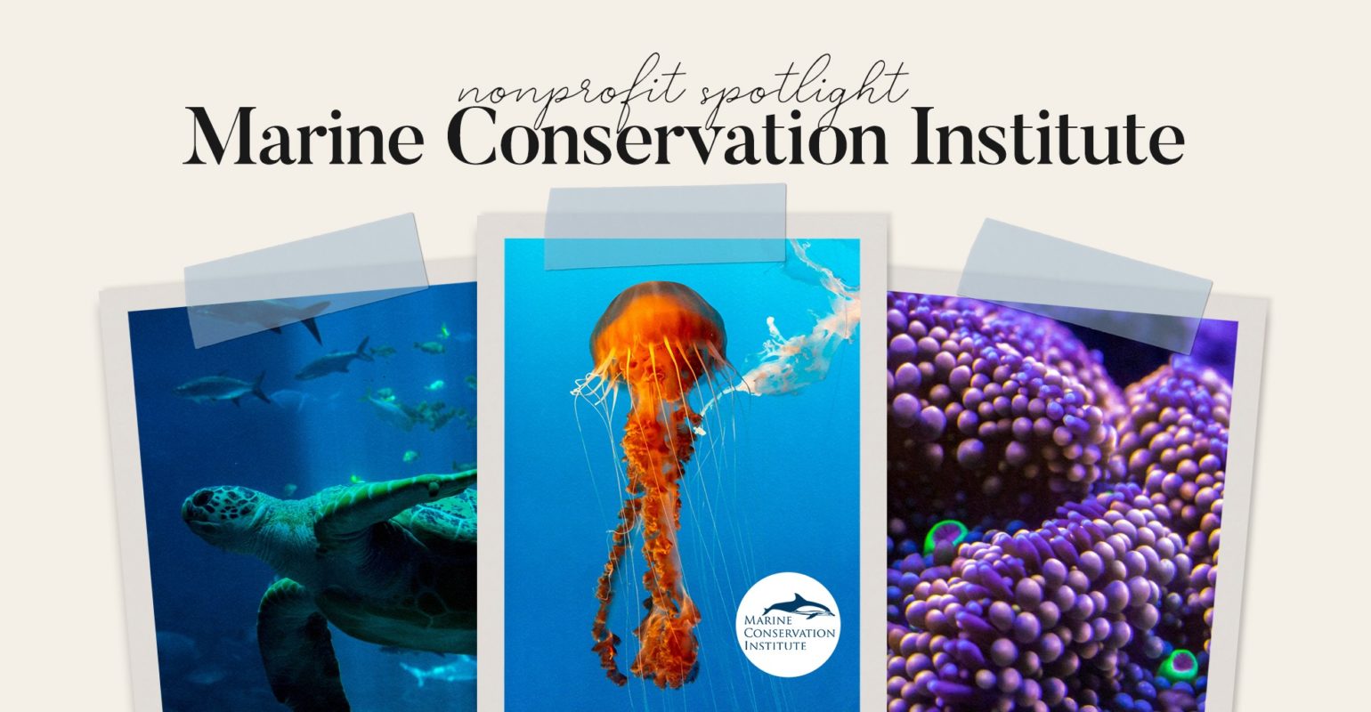 Marine Conservation Institute: Nonprofit Spotlight