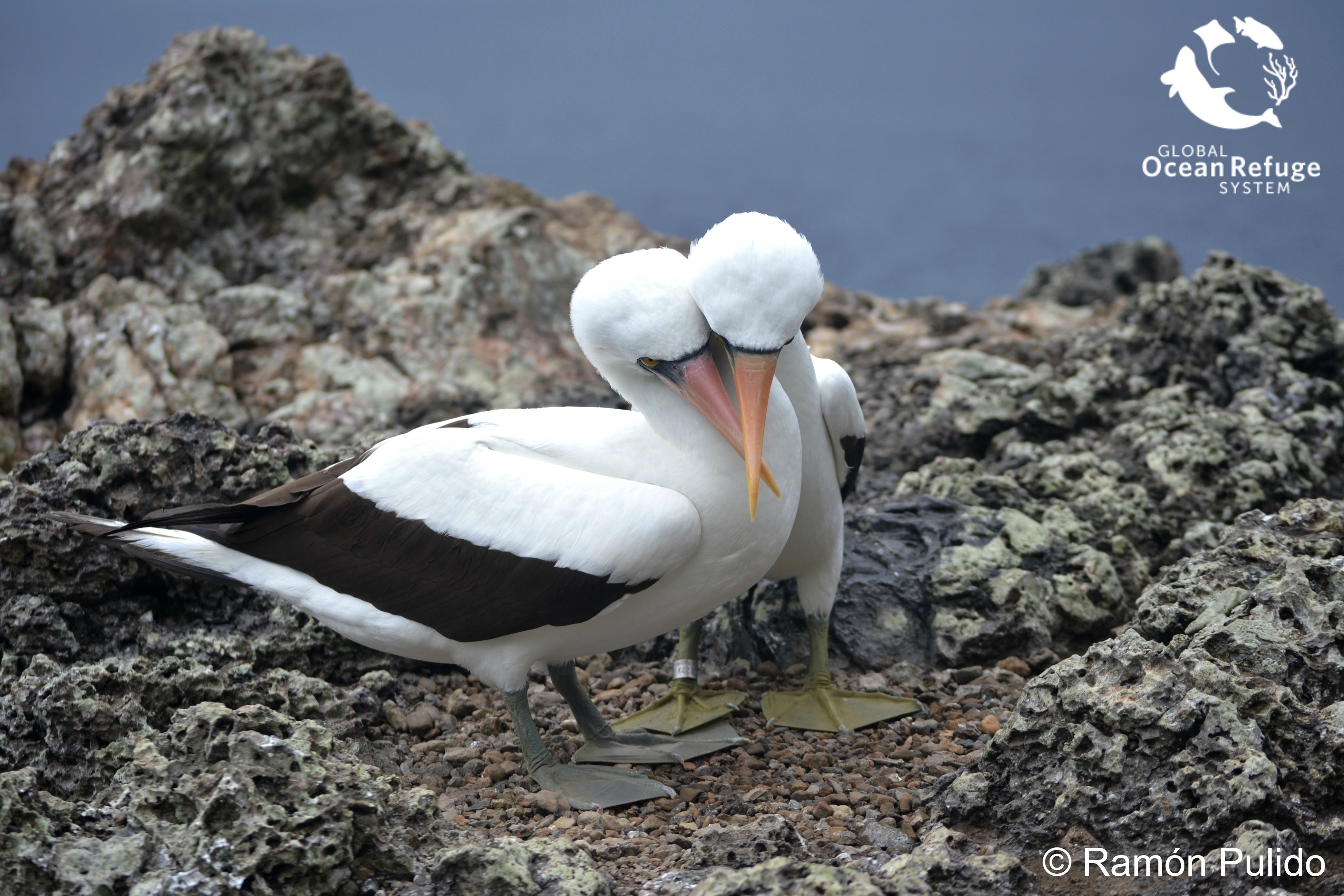 Two masked boobies birds