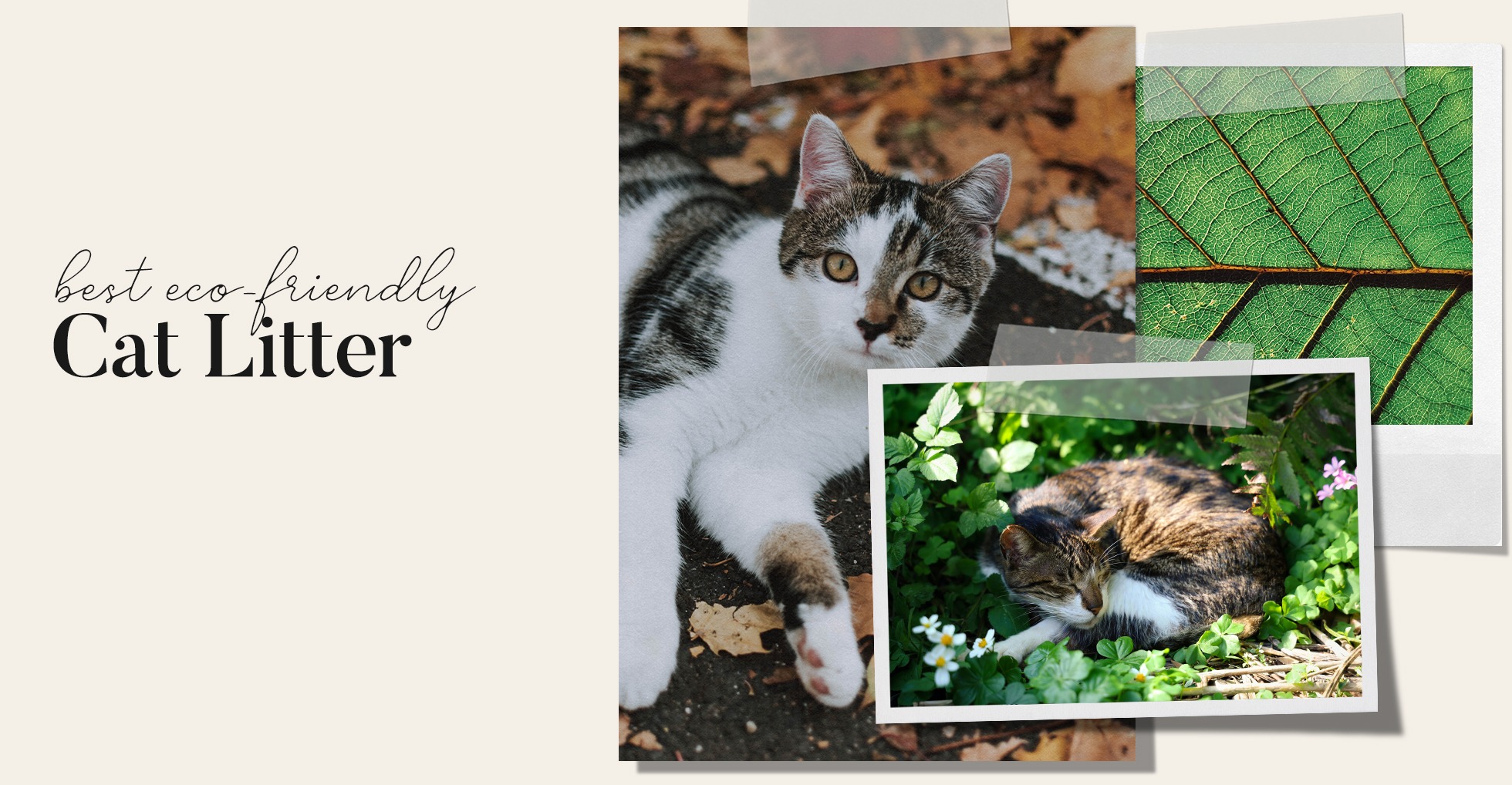 Best Eco-Friendly Cat Litter Review