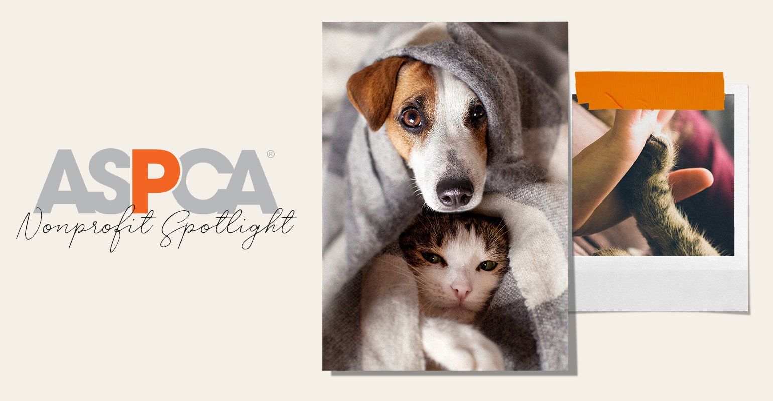 The ASPCA: Nonprofit Spotlight