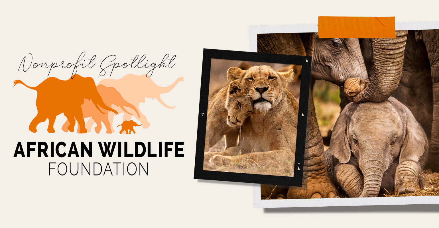 African Wildlife Foundation: Nonprofit Spotlight
