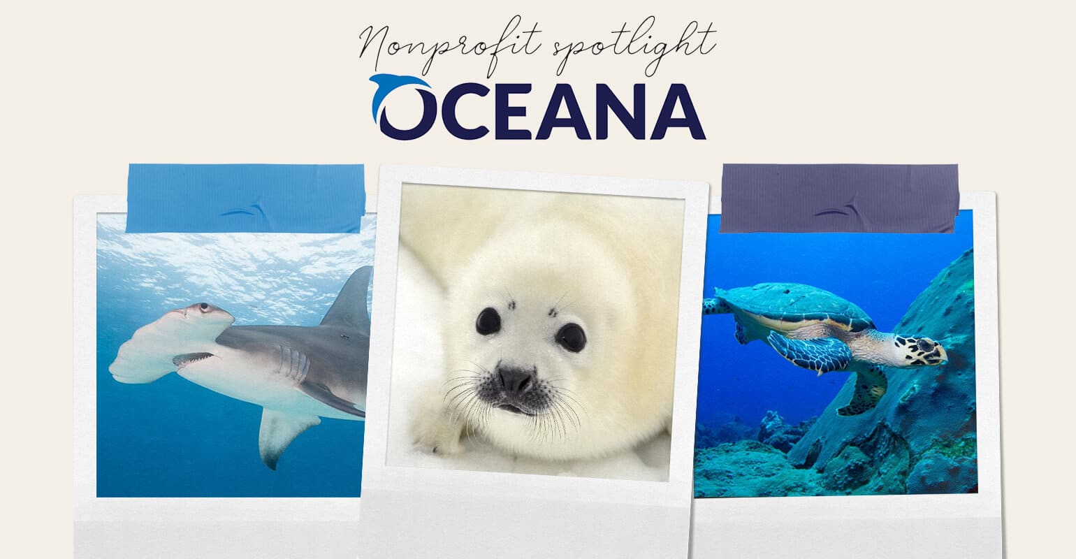 Oceana: Nonprofit Spotlight