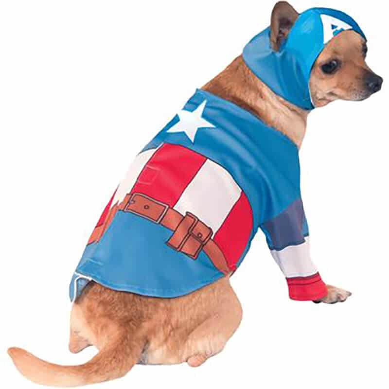 Captain America dog