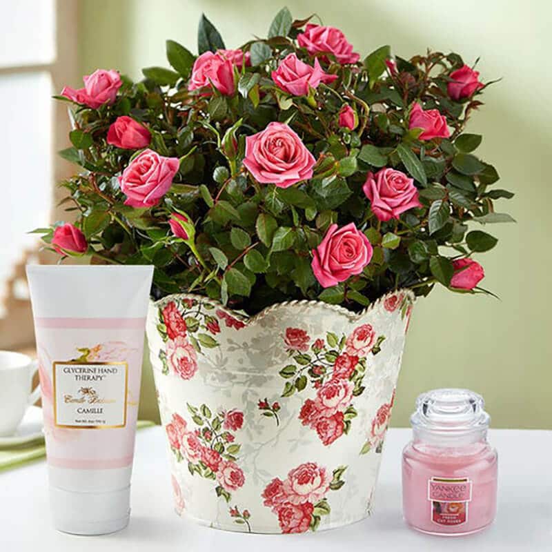 beautiful pink rose plant