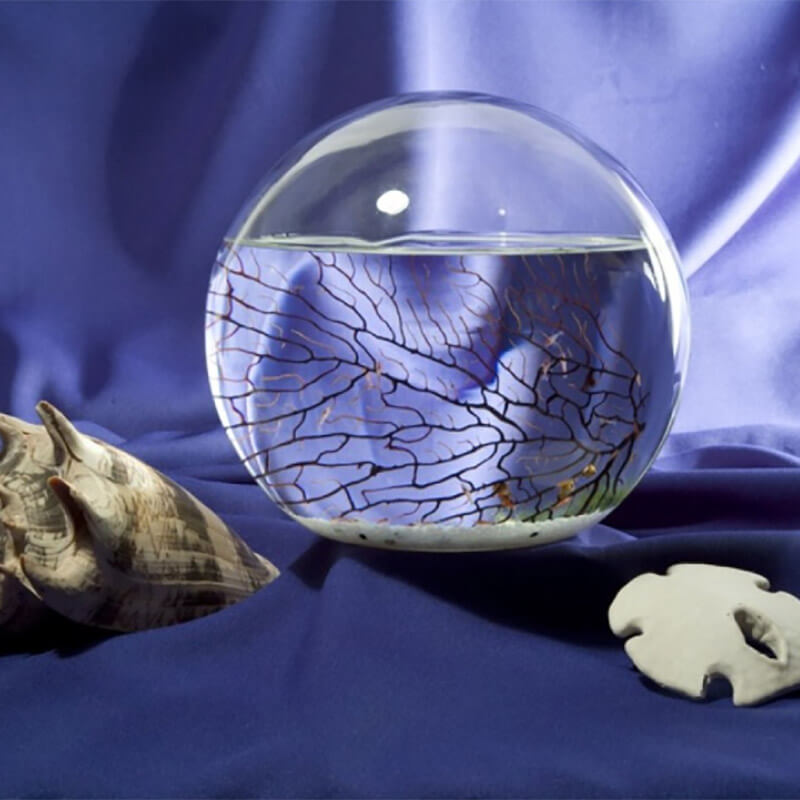 Glass sphere aquatic ecosystem