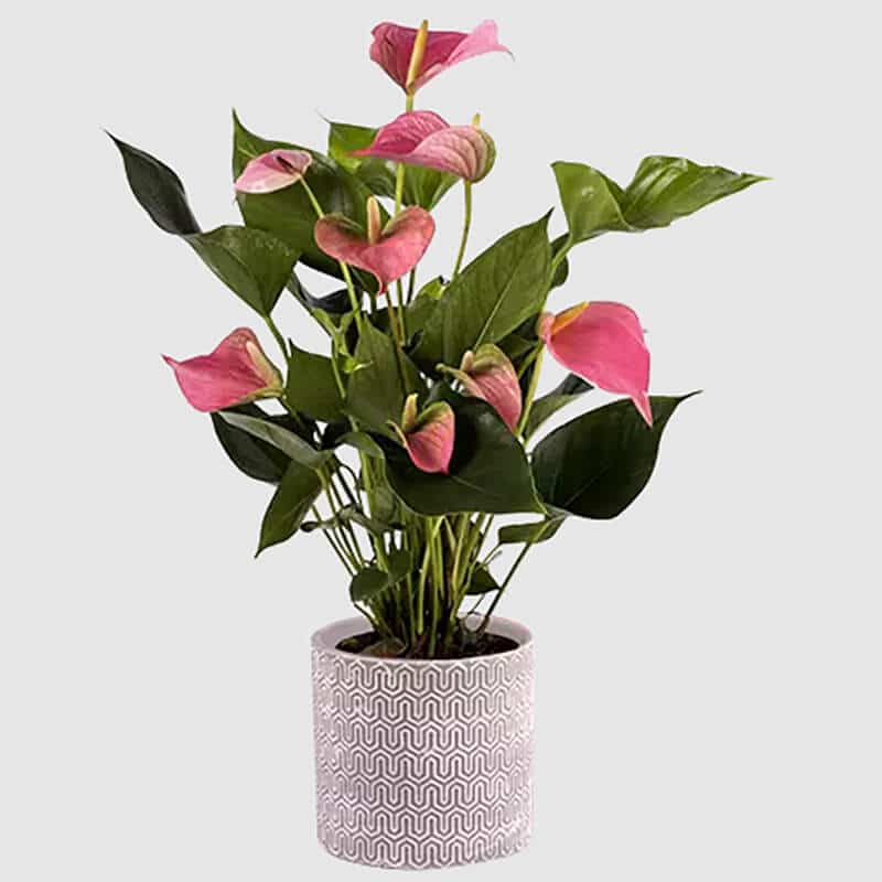 heart-shaped pink anthurium flower