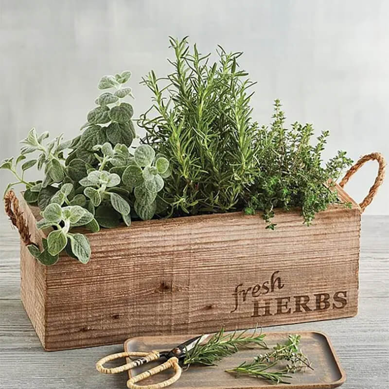 little herb garden in a box