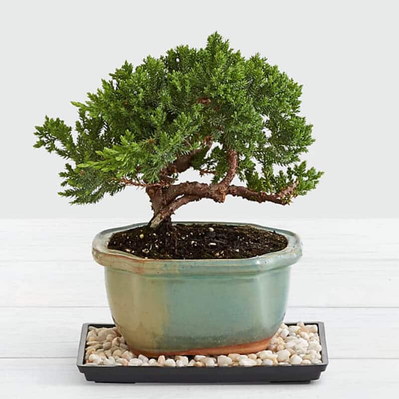 Juniper Bonsai plant pot-sized