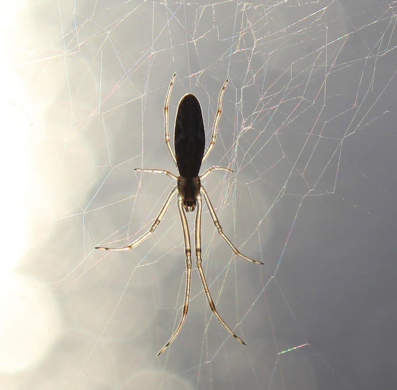 long jawed orbweaver naturalist for you nonprofit
