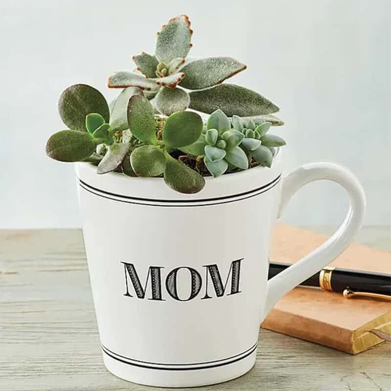 Simple Mug for succulents
