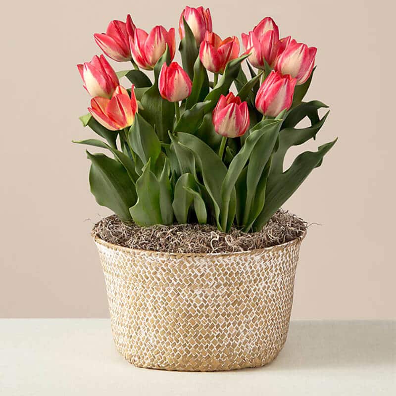 grow and bloom into tulips