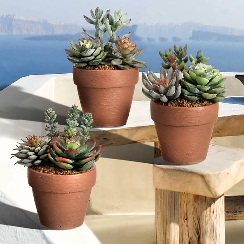 5 hand-picked of succulents